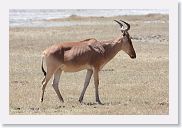 07IntoNgorongoro - 100 * Hartebeest.